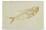 Bargain, Fossil Fish (Diplomystus) - Wyoming #357677-1